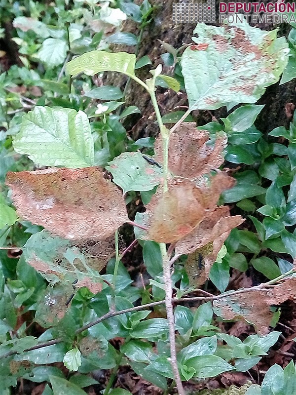 Follas danadas por crisomelidos teñen aspecto seco.jpg